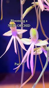 Rusty Exotics – Blooming a NEW ORCHID hybrid