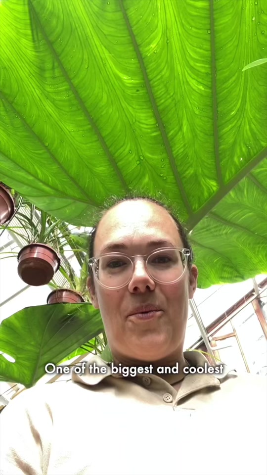 Plant with Roos – Giant Thai Elephant Ear