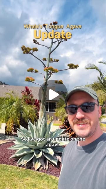 Jake the Plant Guy – I bought this Agave about 5 years ago...